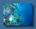 Helengeli 349